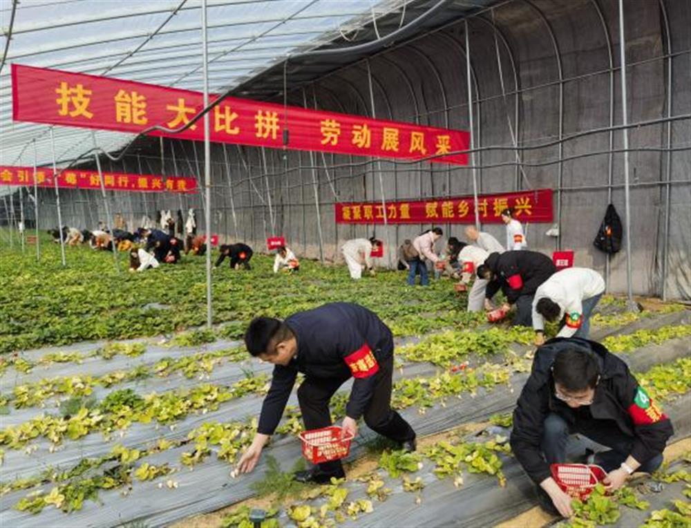 采摘竞技展风采！谈球吧参加工会助力乡村振兴“十大行动”工友创业园劳动竞赛